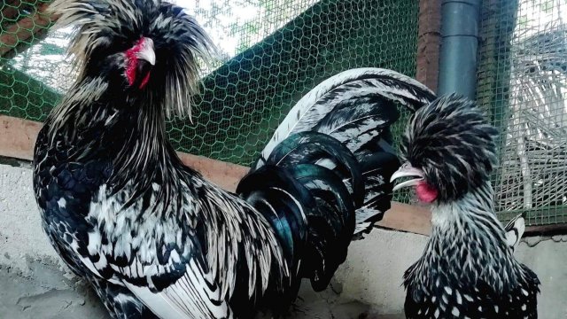 Fancy Chicken Breeds