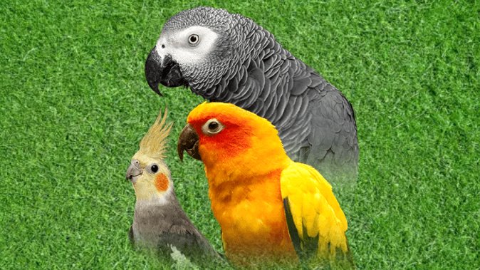 Parrots