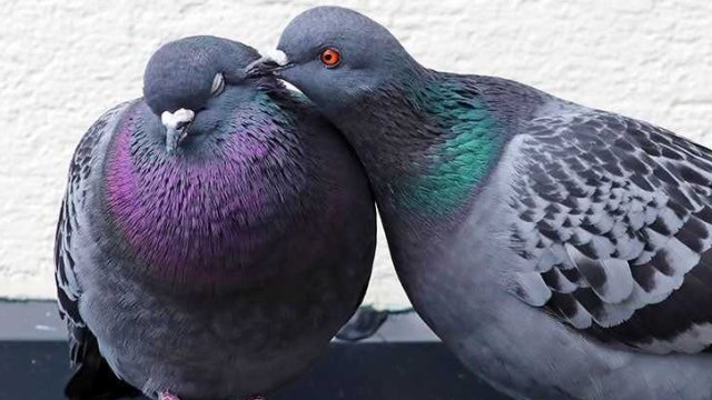 Pigeons